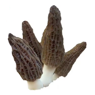  Good Quality Fresh Natural Stem Wild Morel Morchella Conica Mushroom 