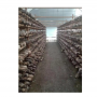 Xieda  Fresh Shiitake Mushroom 