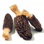 New Season Supplying Great Texture Dry Morel Morchella Mushroom