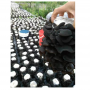 Good price organic dried Black Fungus agriculture agaric mushroom