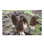  Good Quality Fresh Natural Stem Wild Morel Morchella Conica Mushroom 