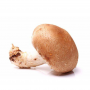 Xieda  Fresh Shiitake Mushroom 