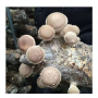 Xieda  Fresh Shiitake Mushroom 