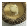 Dried Shitake Mushrooms 
