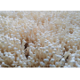 Xieda China Export High Quality Fresh Enoki Mushroom 